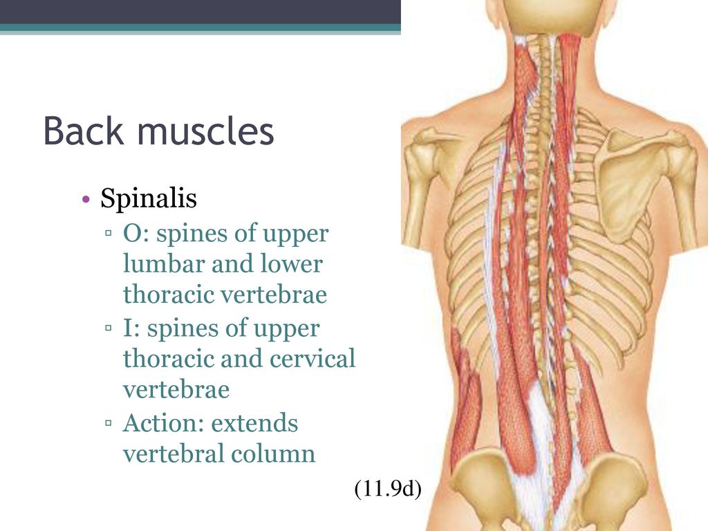 Back muscles Spinalis. O: spines of upper lumbar and lower thoracic vertebrae. I: spines of upper thoracic and cervical vertebrae.