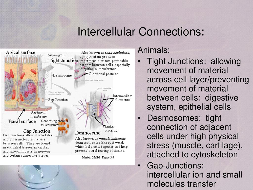 Chapter 7 1 7 2 cellular biology ppt download