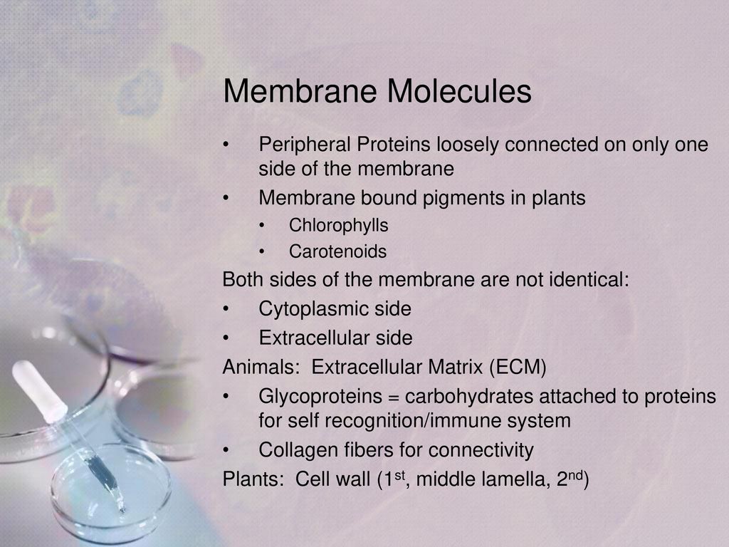Chapter 7 1 7 2 cellular biology ppt download