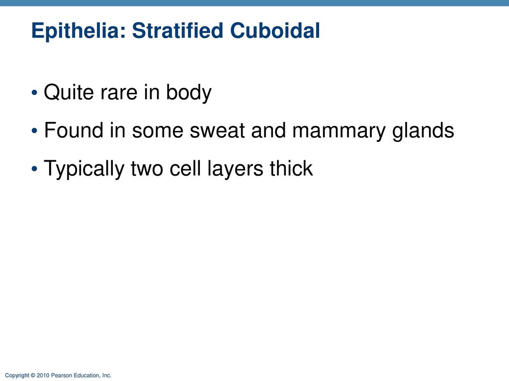 Epithelia: Stratified Cuboidal