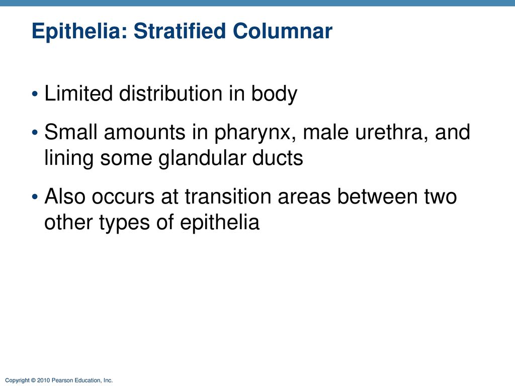 Epithelia: Stratified Columnar