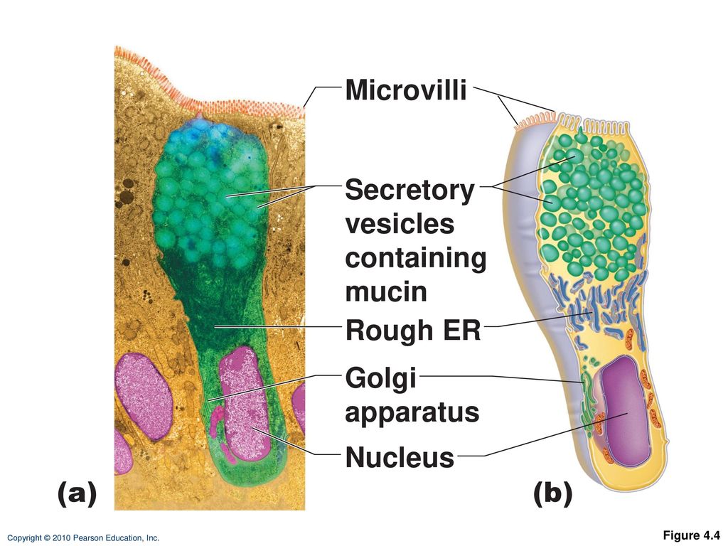 Microvilli Secretory vesicles containing mucin Rough ER Golgi