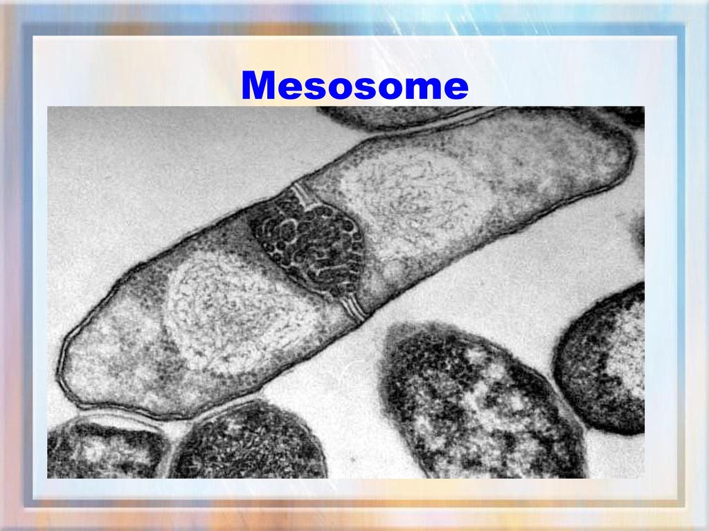 2 мезосома. Мезосомы прокариот. Мезосомы бактерий. Мезосома у бактерий это.