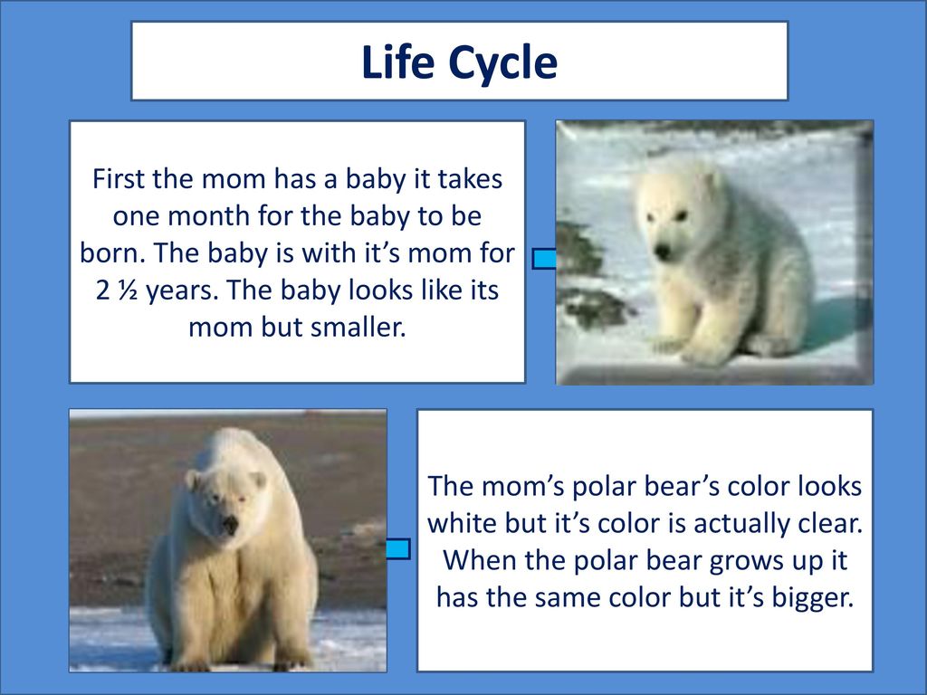 Polar Bear By Logan James Ppt Download