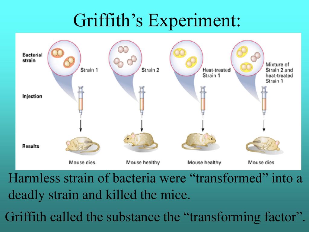 Aim how does dna store the genetic information ppt download