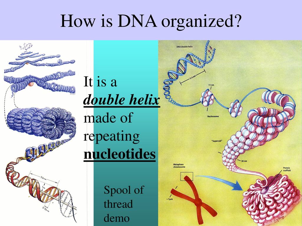 Aim how does dna store the genetic information ppt download
