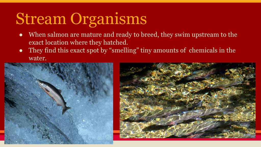 Chapter 10 Freshwater Biomes. Biology Diagrams