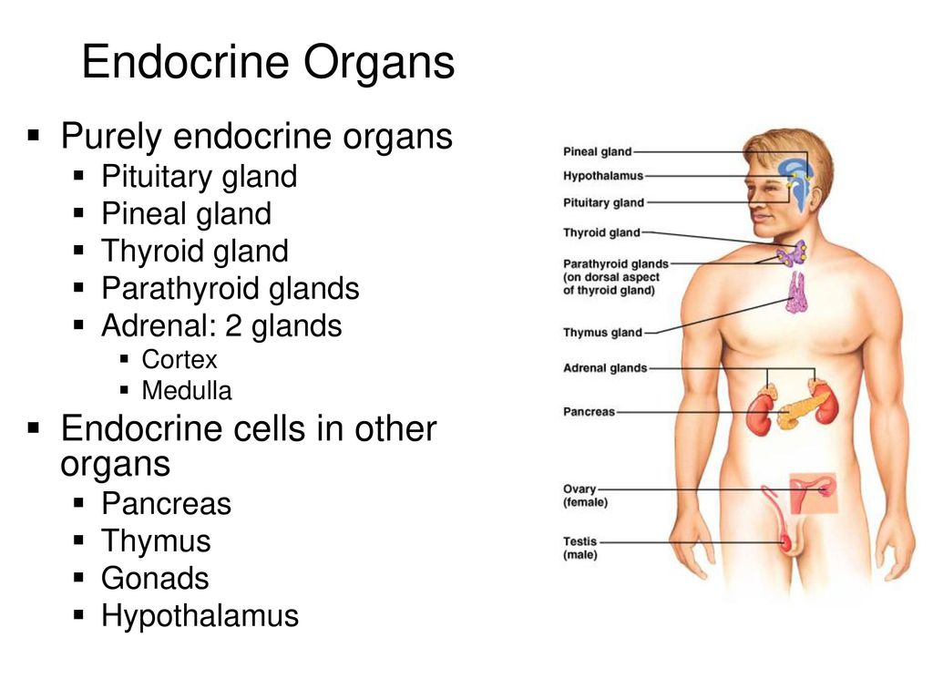 Эпифиз гипофиз надпочечники. Endocrine Organs. The Endocrine System у детей. Endocrine Glands. Organs of the Endocrine System.
