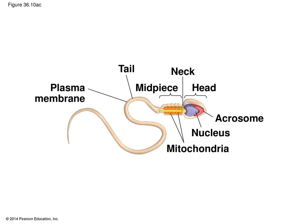 Reproduction and Development - ppt download