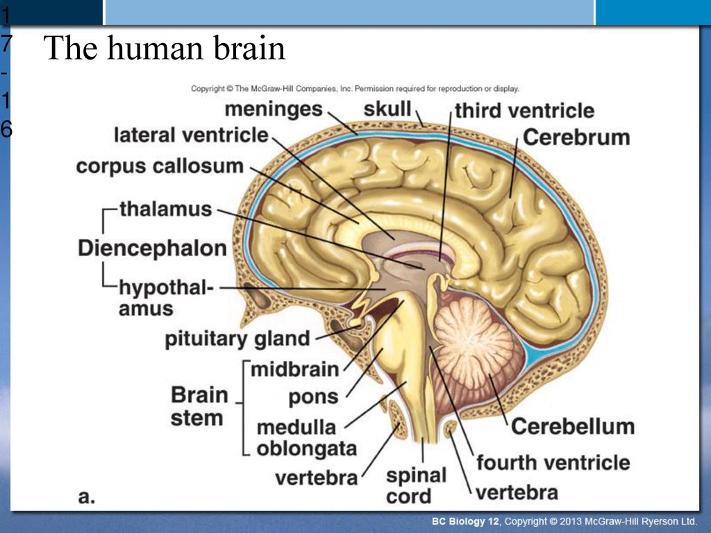 Brain structure. Human Brain structure. Physical structure of the Human Brain. Parts of the Brain.