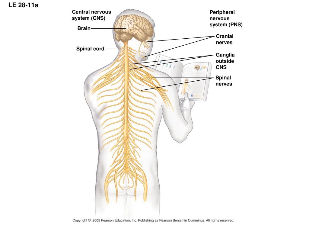 Spinal brain. Центральная нервная система. Central nervous System (CNS). Центральная нервная система на латинском. Центральная нервная система картинки.