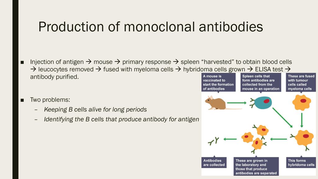 Production of monoclonal antibodies
