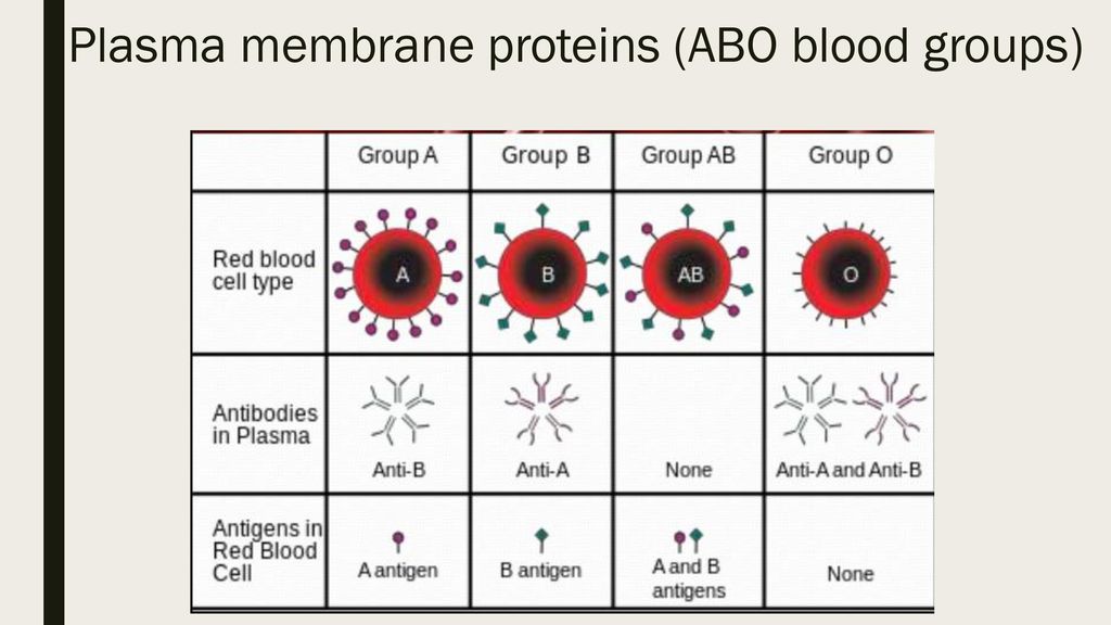 Plasma membrane proteins (ABO blood groups)