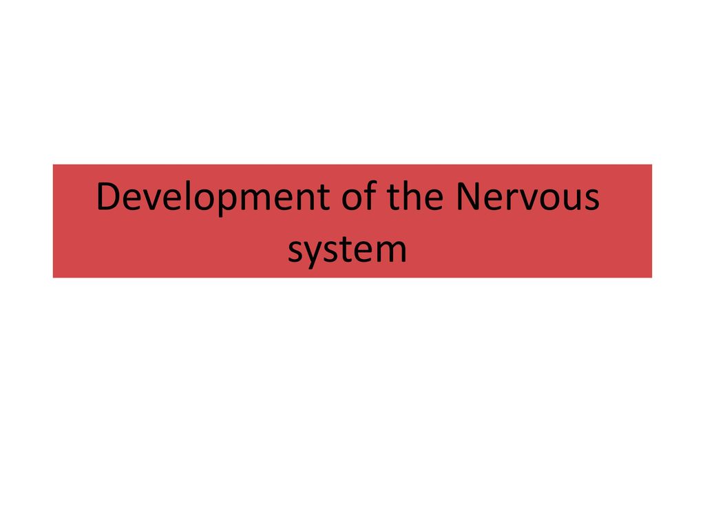 Development of the Nervous system