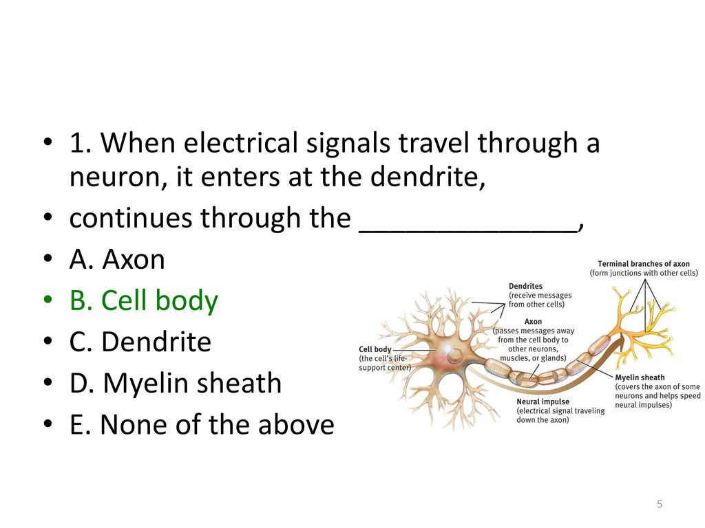 photo How Signals Travel Through Neurons slideplayer