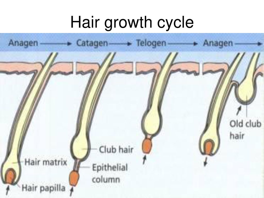 Растут корни волос. Волосяная луковица. Волос с волосяной луковицей. Анаген катаген телоген.