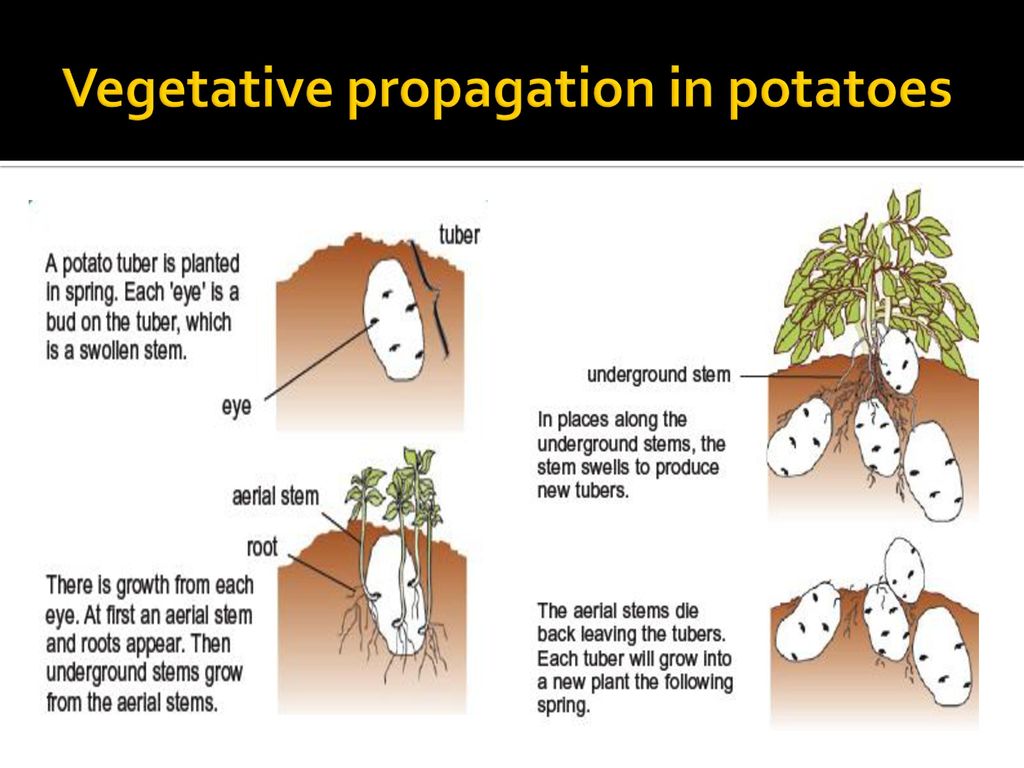 vegetative propagation potato