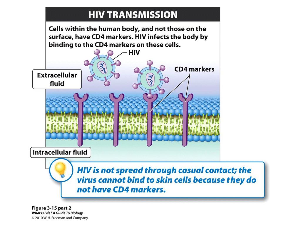 One CD marker is called the CD4 marker