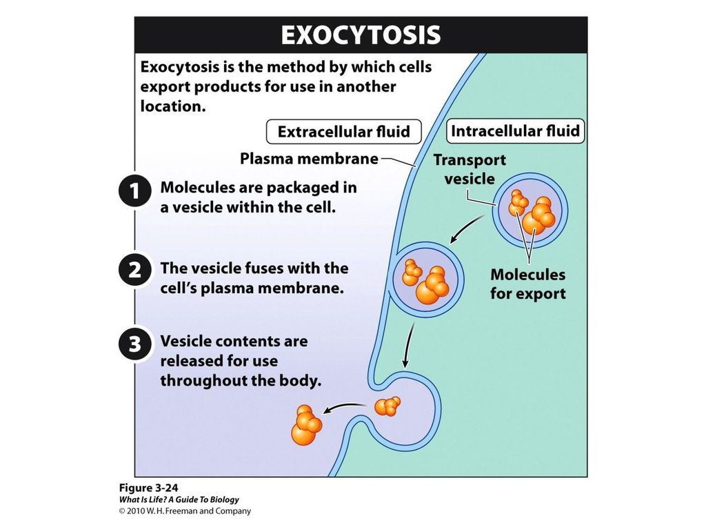 Cells in the pancreas produce a chemical called insulin that moves throughout the circulatory system, informing body cells that there is glucose in the bloodstream that ought to be taken in and utilized for energy. The insulin molecule is much too large to pass through the cell membranes of the cells in which it is manufactured. As a result, after molecules of insulin are produced, they are coated with a phospholipid membrane forming a vesicle. The insulin-carrying vesicle then moves through the cytoplasm to the inner surface of the cell’s plasma membrane. Once there, the phospholipid membranes surrounding the insulin and the phospholipid membrane of the cell fuse together, dumping the contents of the vesicle into the bloodstream outside of the cell (Figure 3-24 Exocytosis moves molecules out of the cell).
