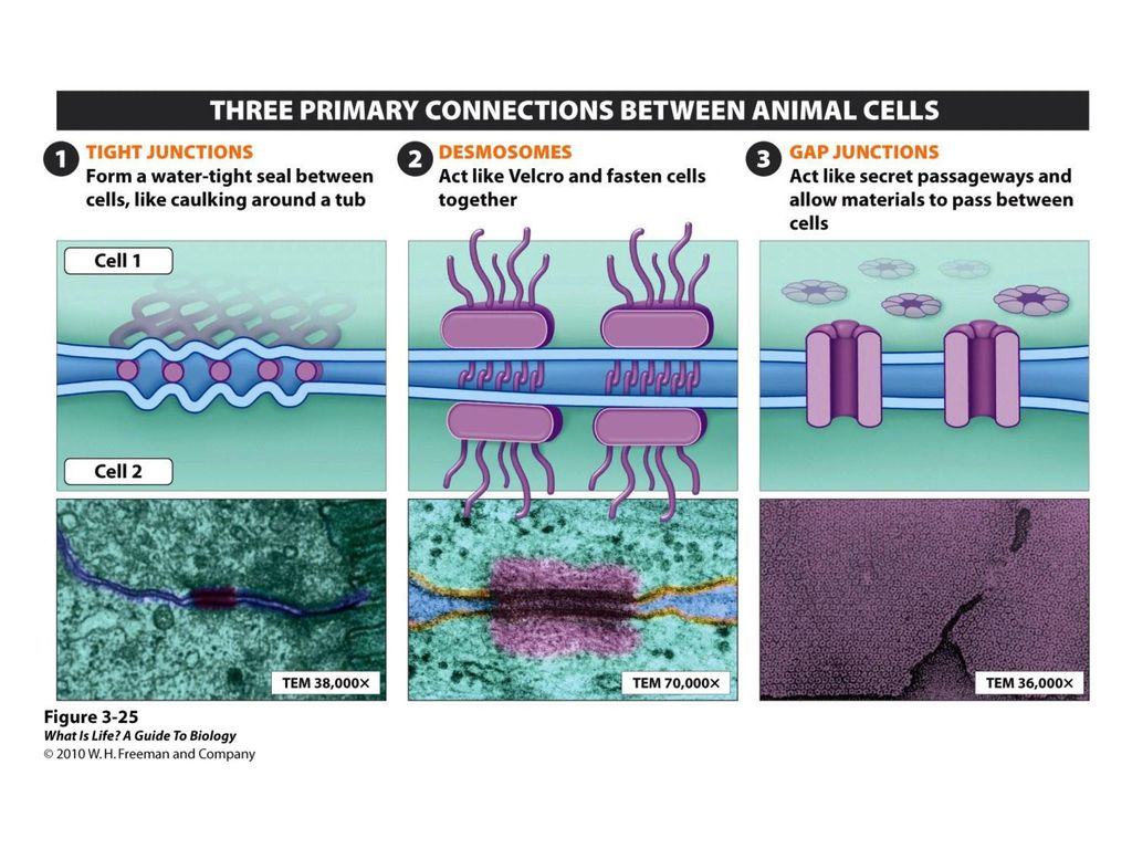 We examine three primary types of connections between animal cells: 1) tight junctions, 2) desmosomes, and 3) gap junctions (Figure 3-25 Cell connections: tight junctions, desmosomes, and gap junctions) and one type of connection between plant cells: plasmodesmata.