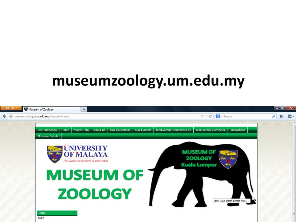 Institut Sains Biologi Muzium Zoologi Institut Sains Biologi Museum Of Zoology Ppt Download