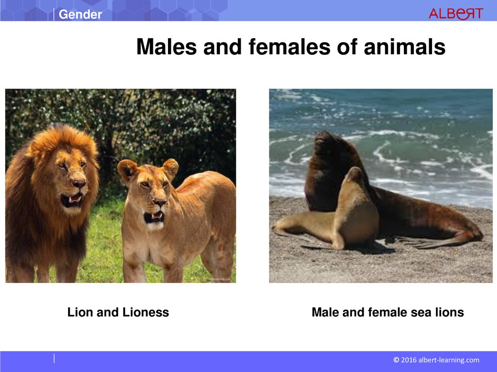 Gender Masculine Gender Feminine Gender Neuter Gender. - ppt download