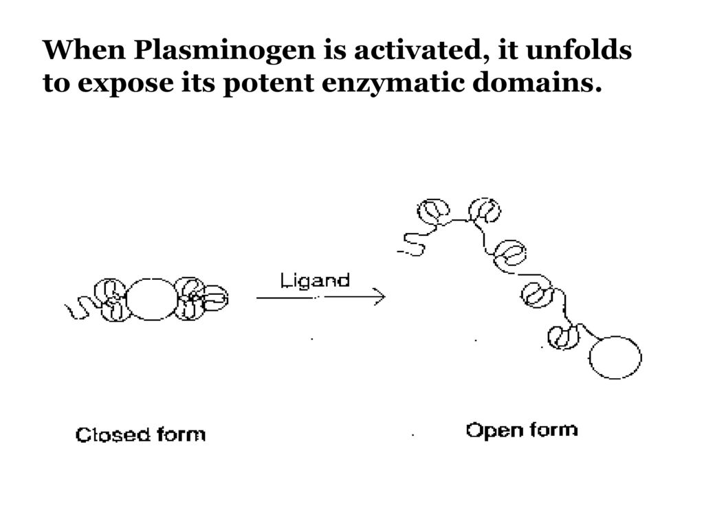 When Plasminogen is activated, it unfolds to expose its potent enzymatic domains.