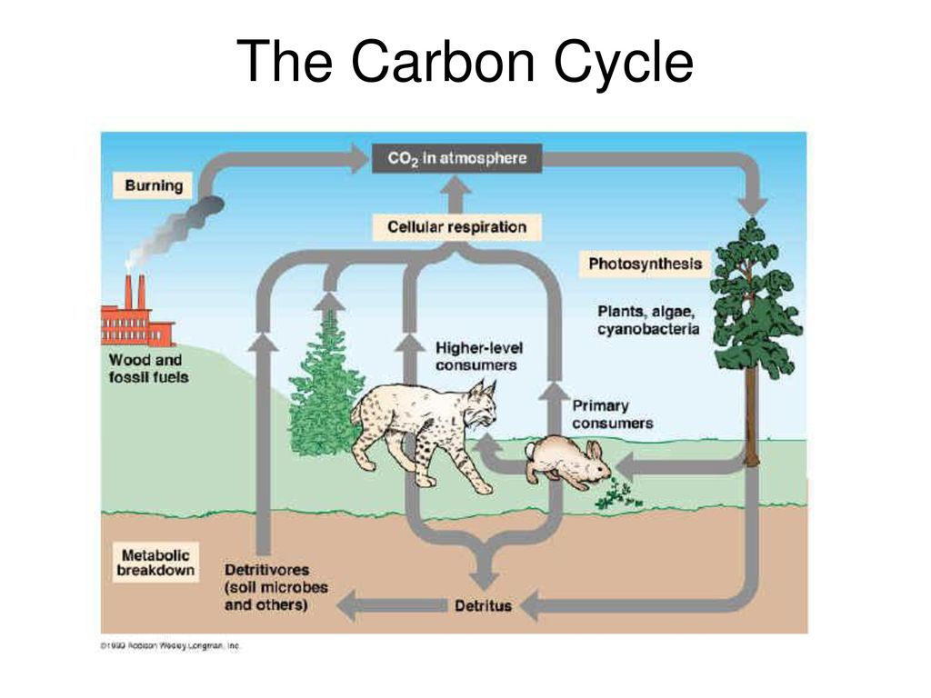 Warm Up 1 Why cant a food chain have an infinite number of links Biology Diagrams