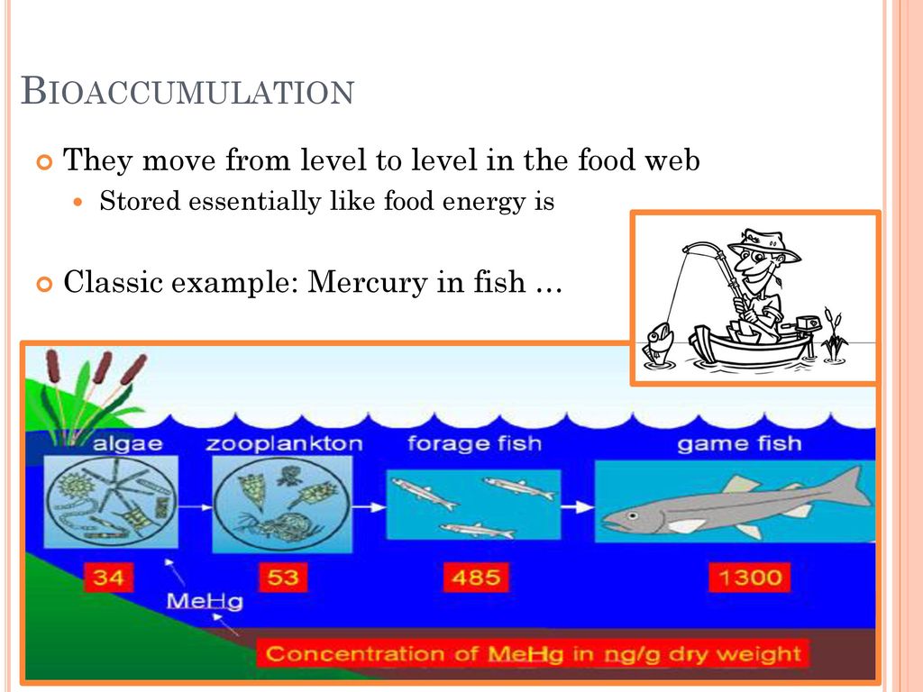 Interactions Ecosystems Biology Diagrams