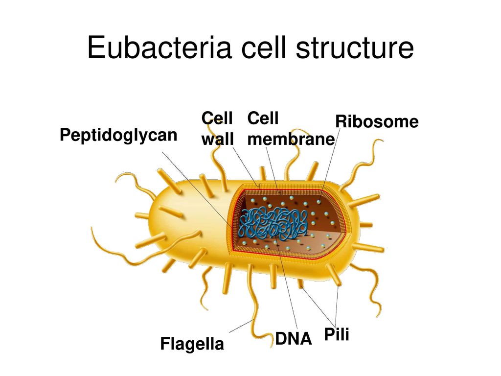 Eubacteria cell structure