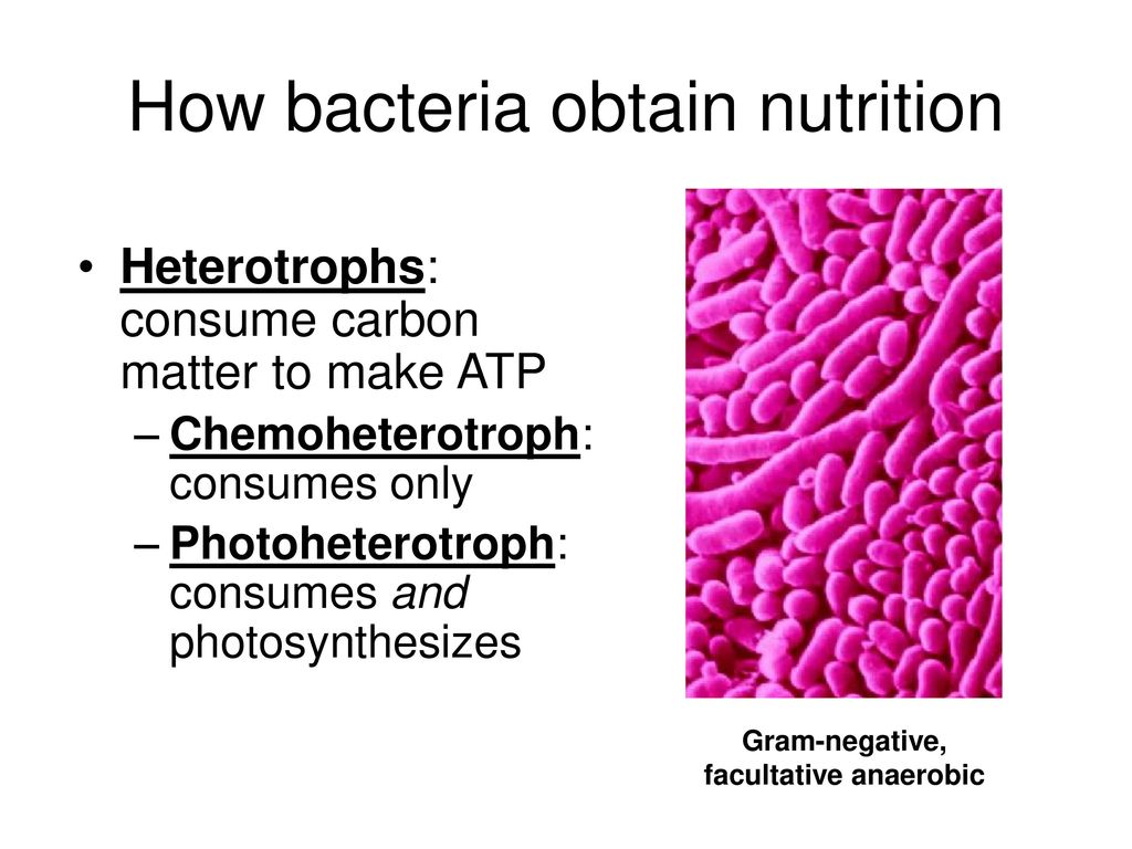 How bacteria obtain nutrition