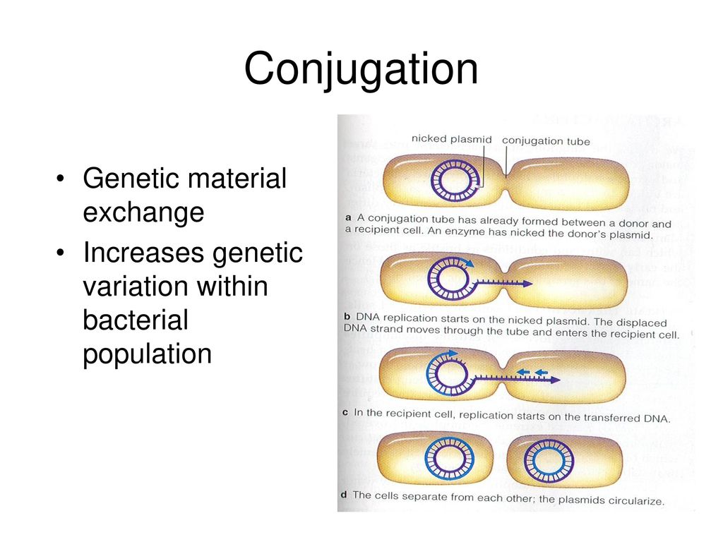 Conjugation Genetic material exchange