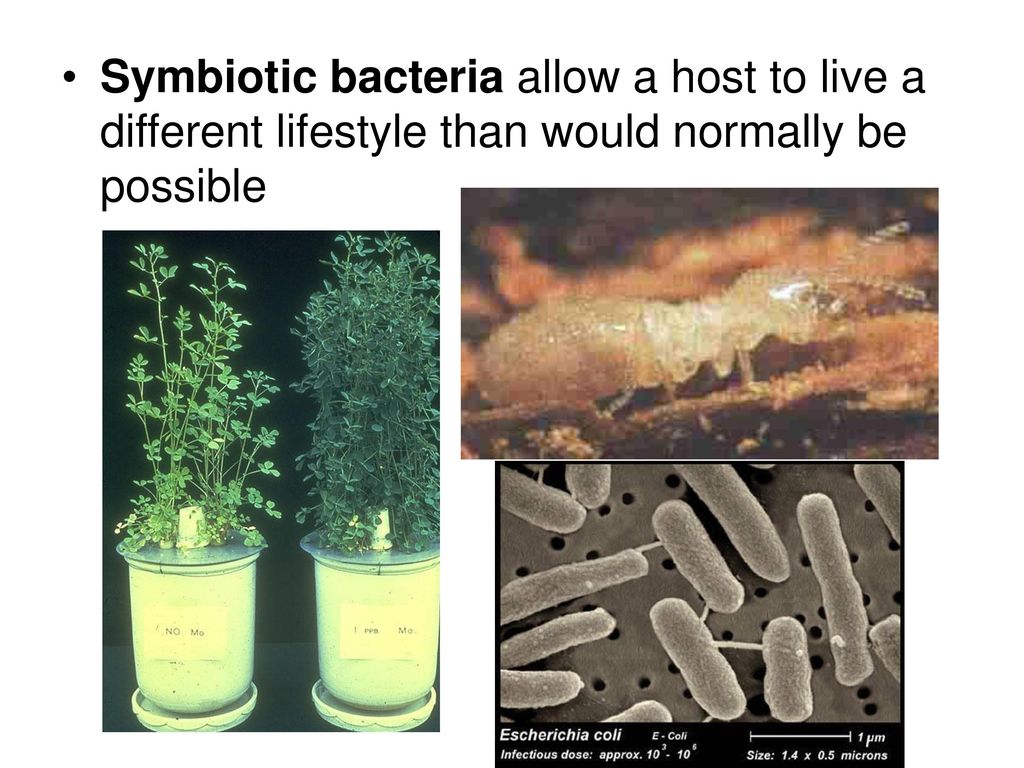 Symbiotic bacteria allow a host to live a different lifestyle than would normally be possible