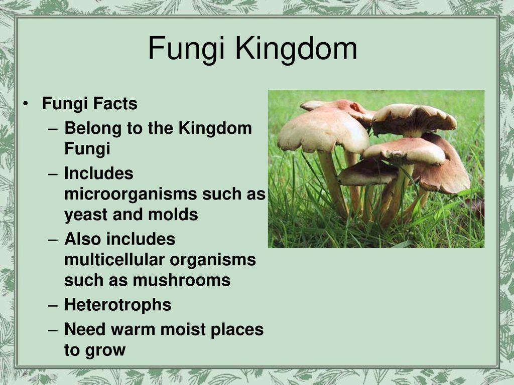 Protists and Fungi. - ppt download