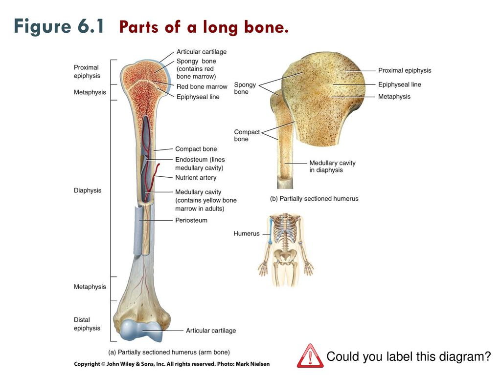 Featured image of post Long Bone Labeling Skeleton anatomy scheme with greater tubercle deltoid tuberosity medial epicondyle trochlea and other parts