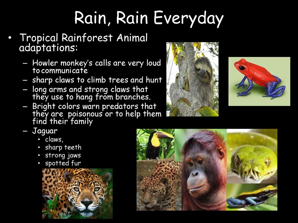 View Animal Adaptations In Tropical Png Pedia Edu