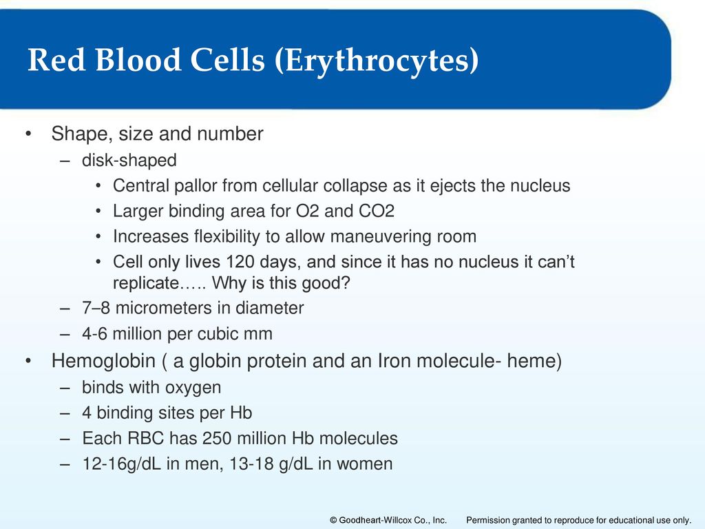 The Tiny World of Cells – Unveiling the Size of a 40 Micrometer Diameter