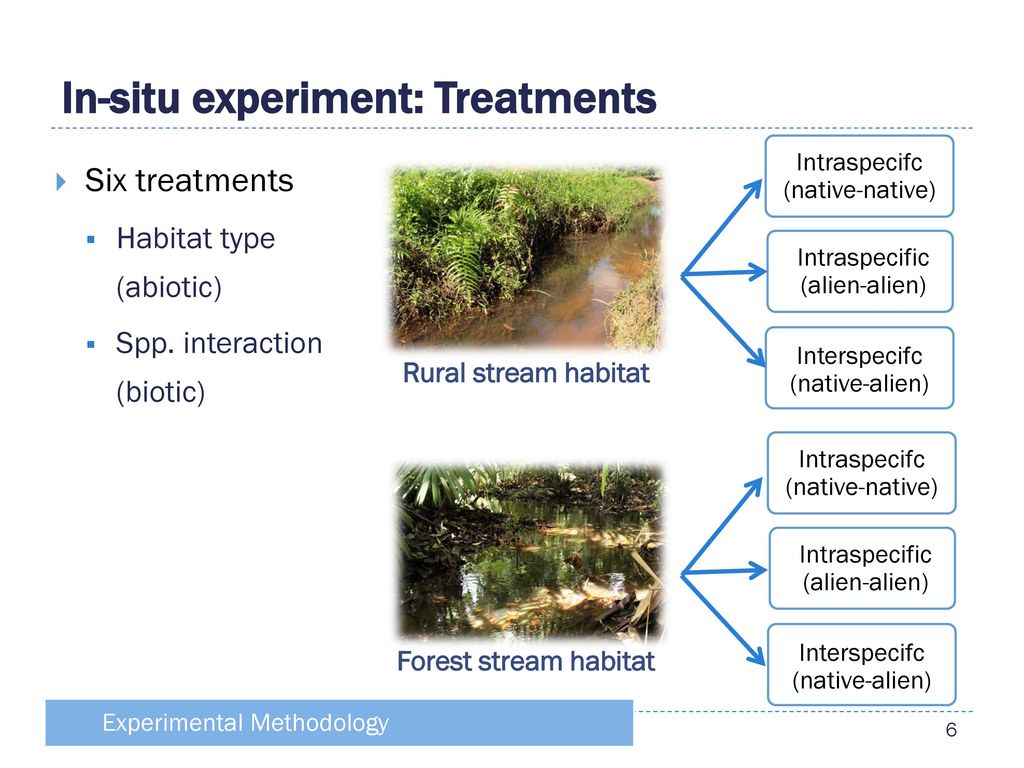 in situ experiment definition