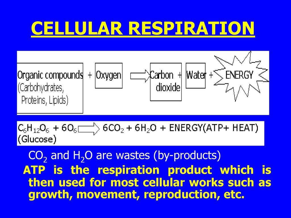 CELLULAR RESPIRATION CO2 and H2O are wastes (by-products)