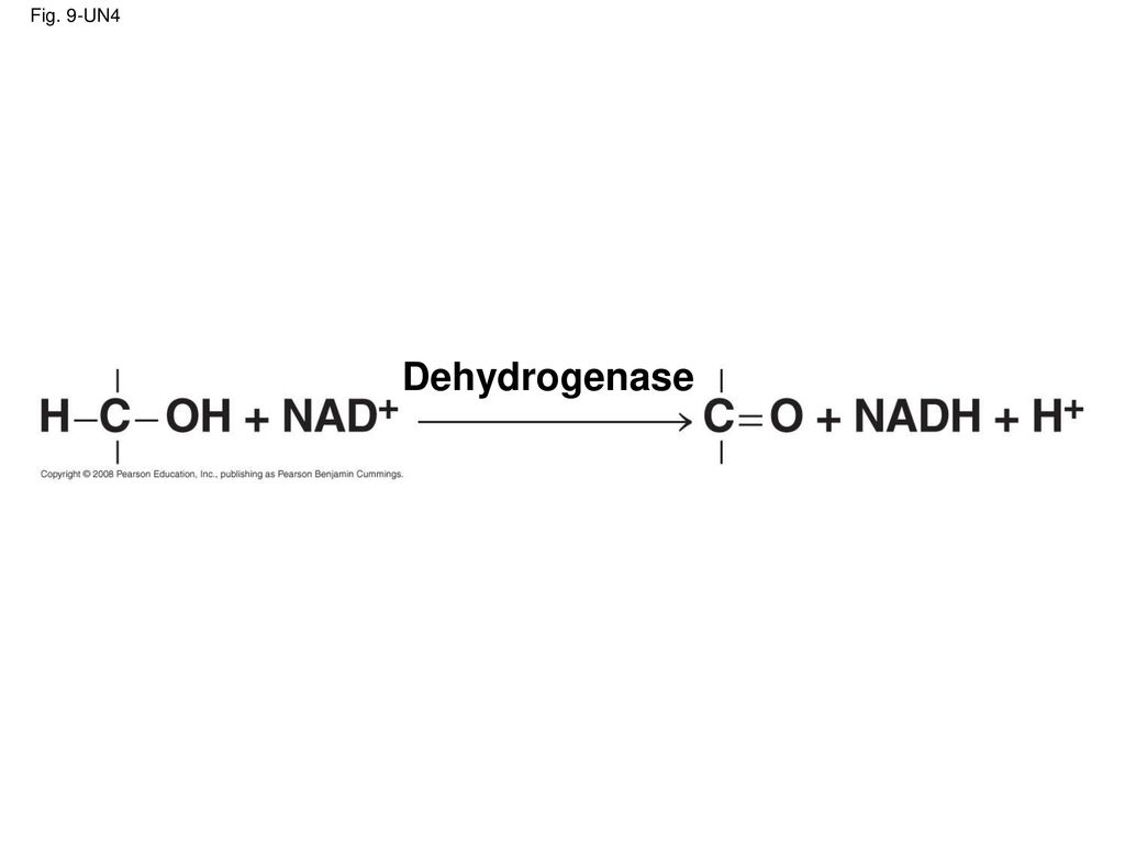 Fig. 9-UN4 Dehydrogenase