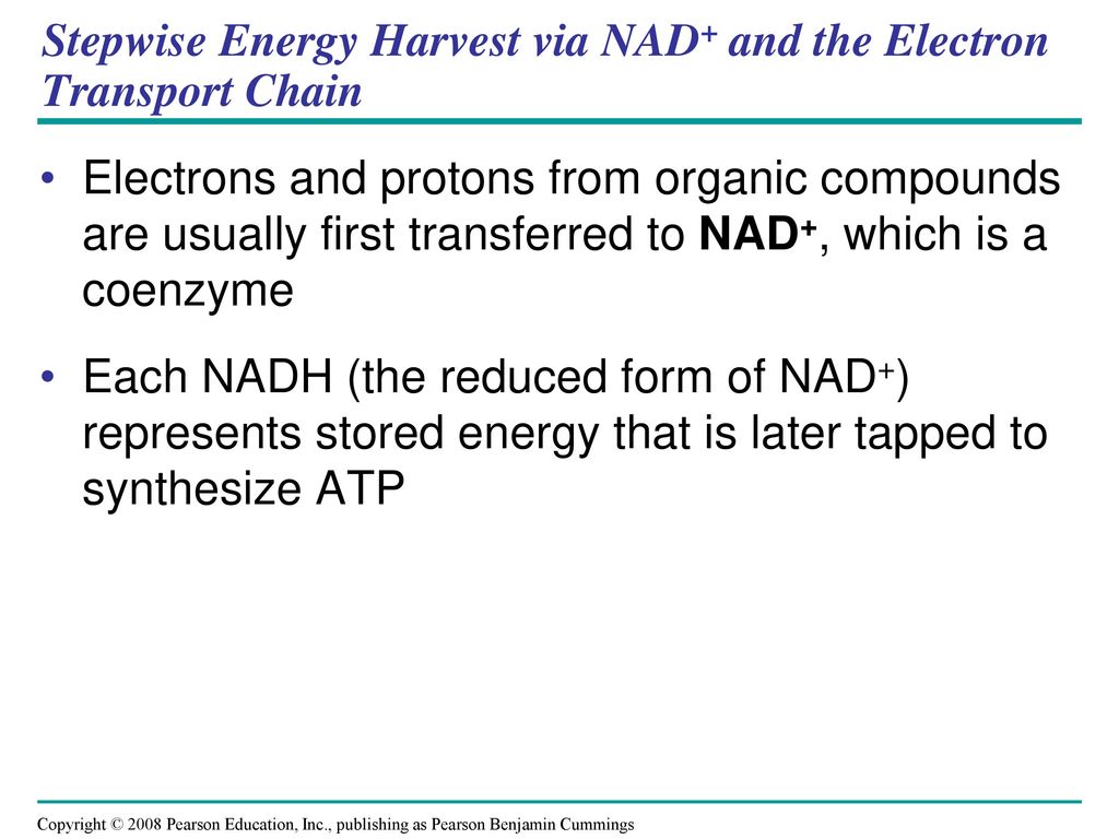 Stepwise Energy Harvest via NAD+ and the Electron Transport Chain