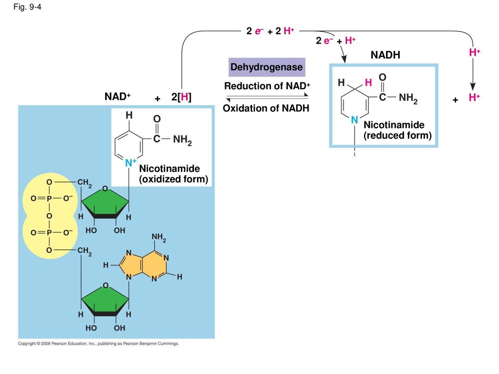 NADH H+ NAD+ + 2[H] + H+ 2 e– + 2 H+ 2 e– + H+ Dehydrogenase