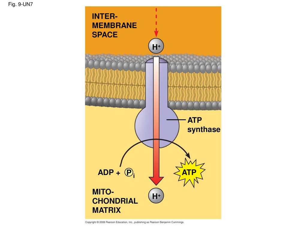 INTER- MEMBRANE SPACE H+ ATP synthase ADP + P ATP MITO- CHONDRIAL