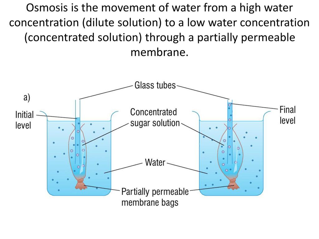 partially permeable membrane