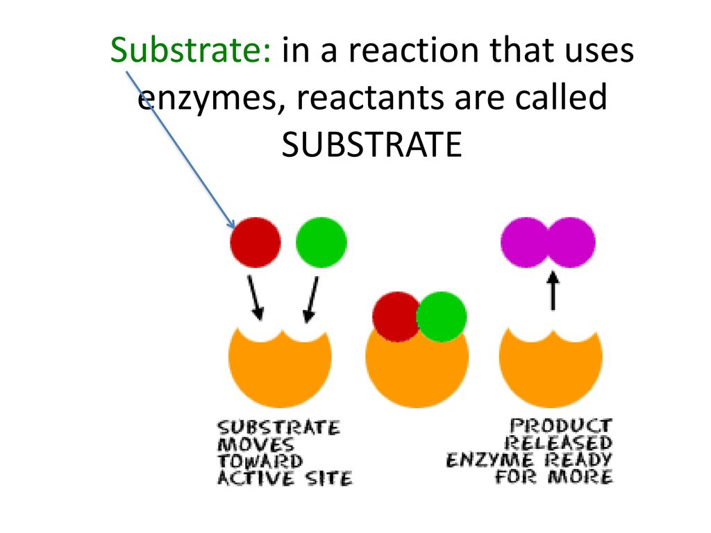 Substrate: in a reaction that uses enzymes, reactants are called SUBSTRATE