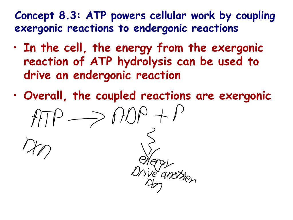 An introduction to metabolism ppt download