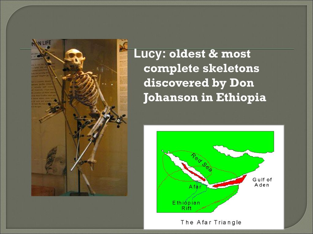 Lucy: oldest & most complete skeletons discovered by Don Johanson in Ethiopia