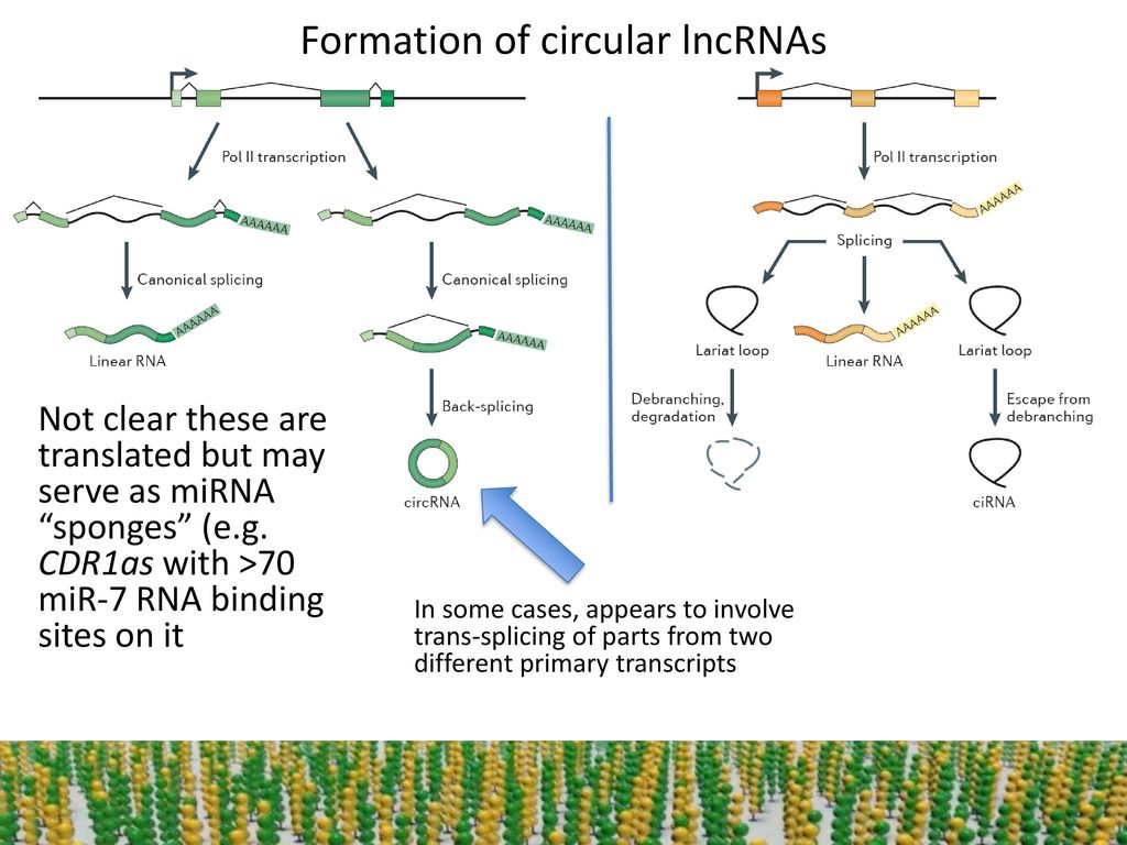 NcRNAs AGRY 600 Fall ppt download