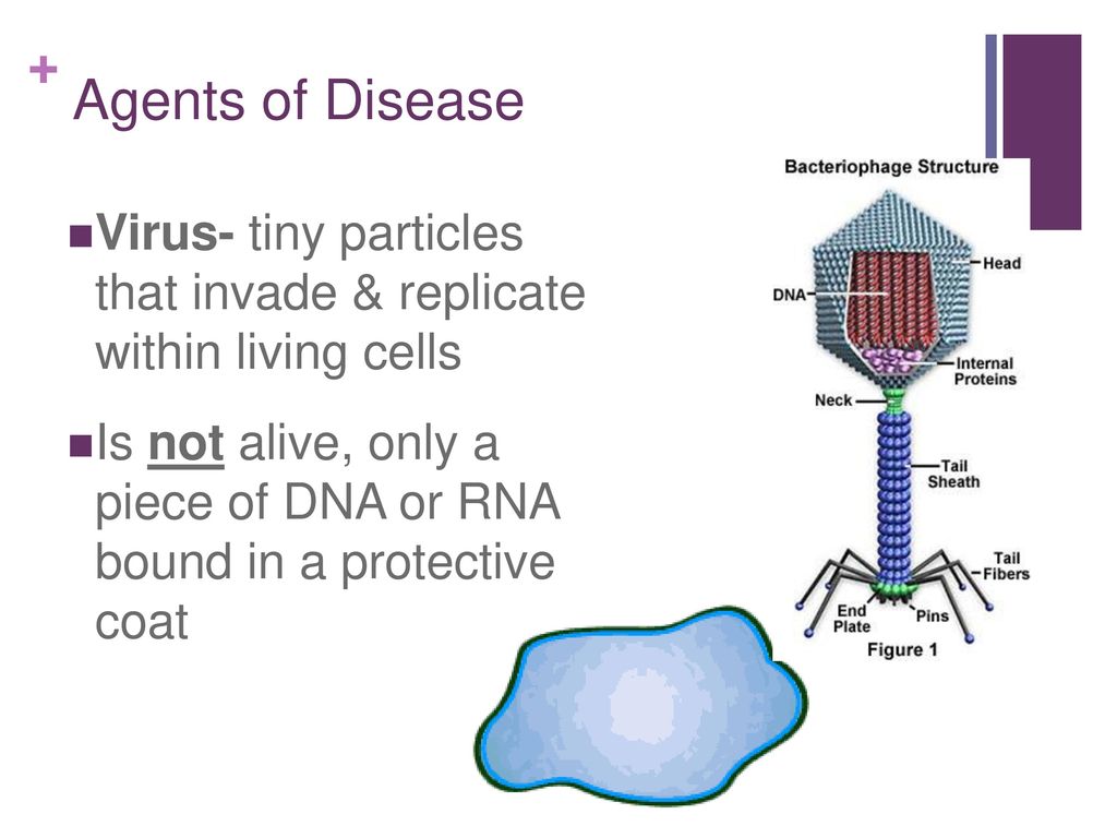 Agents of Disease Virus- tiny particles that invade & replicate within living cells.