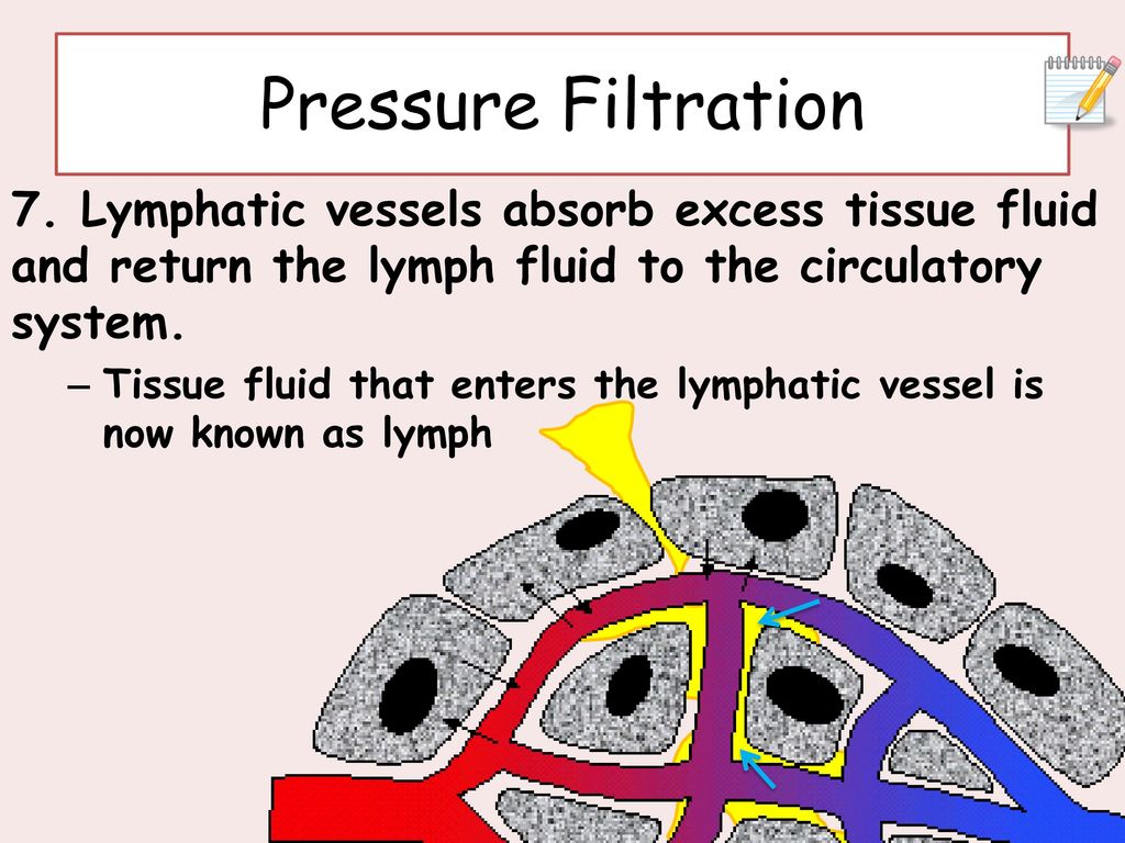Pressure Filtration 7. Lymphatic vessels absorb excess tissue fluid and return the lymph fluid to the circulatory system.